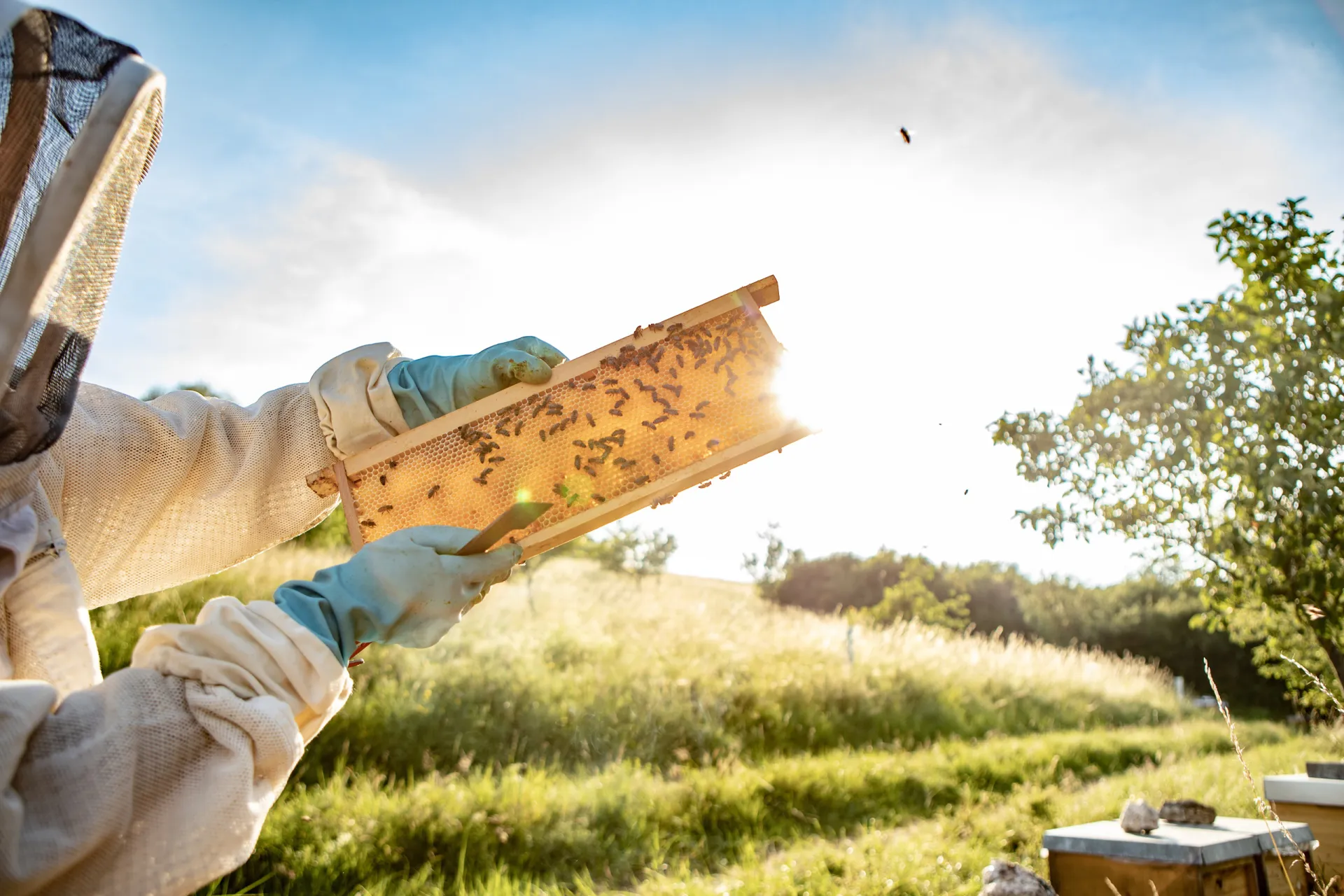 Join Paseo del Norte Beekeepers Association