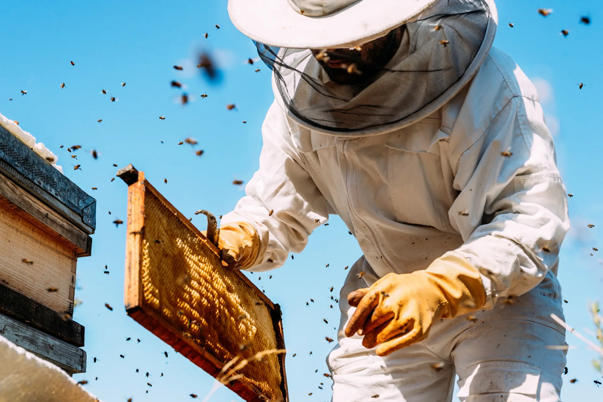 Beginner’s Guide to Beekeeping