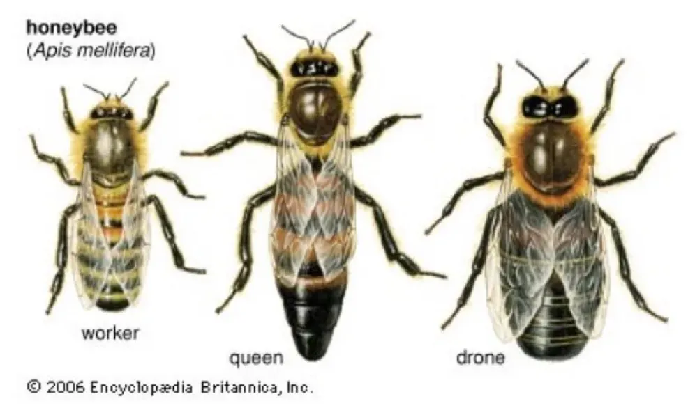 Castes of Honey Bees