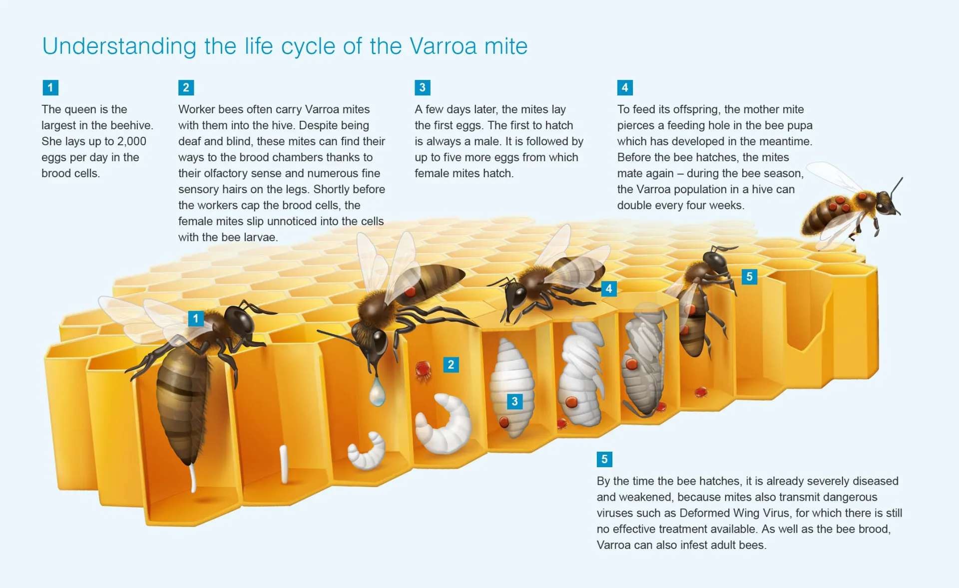 Varroa Mite Management