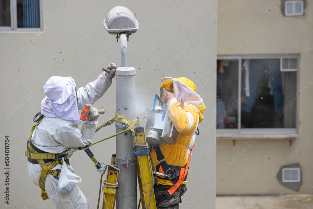 Bee Removal