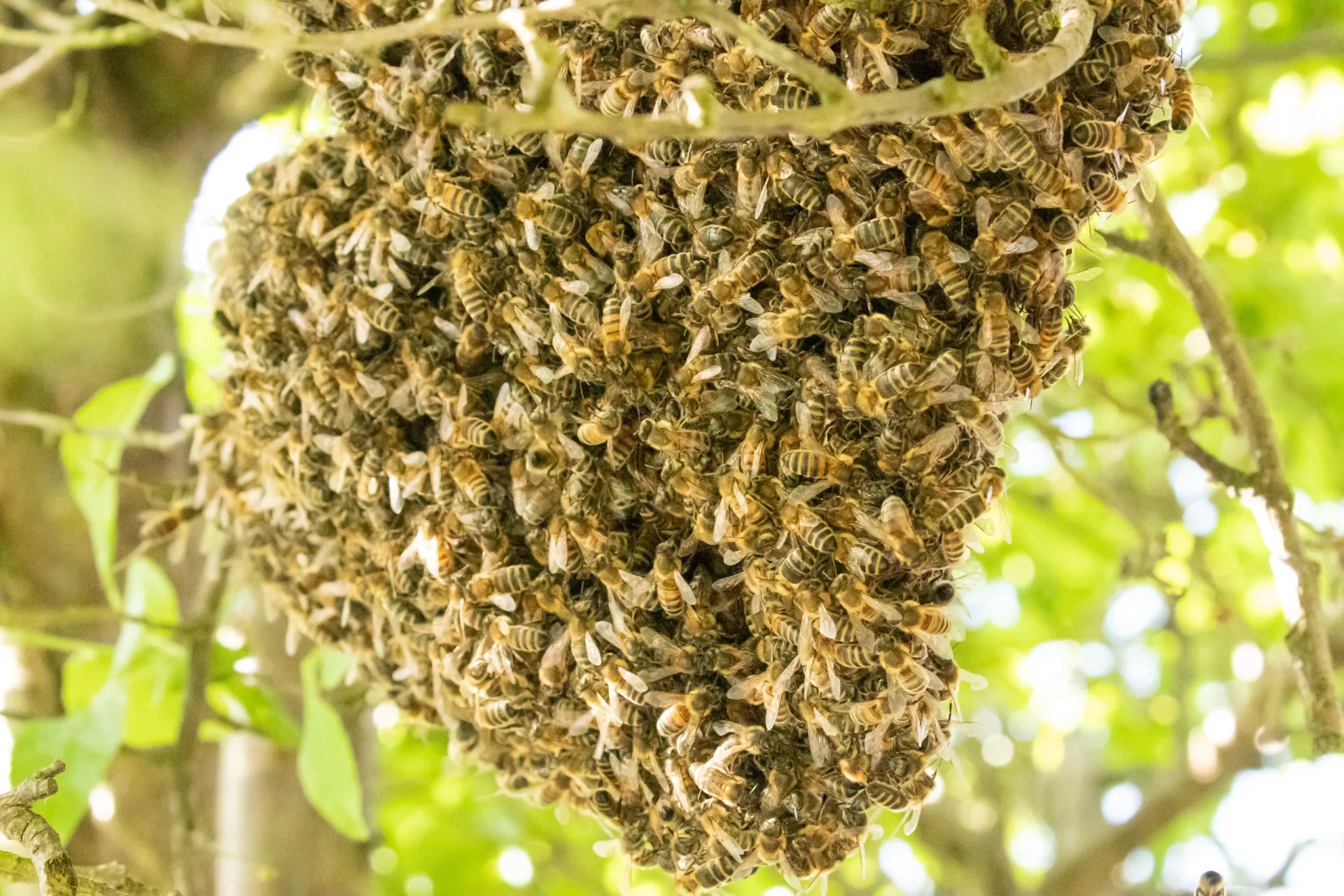 We take care of Bee Issues