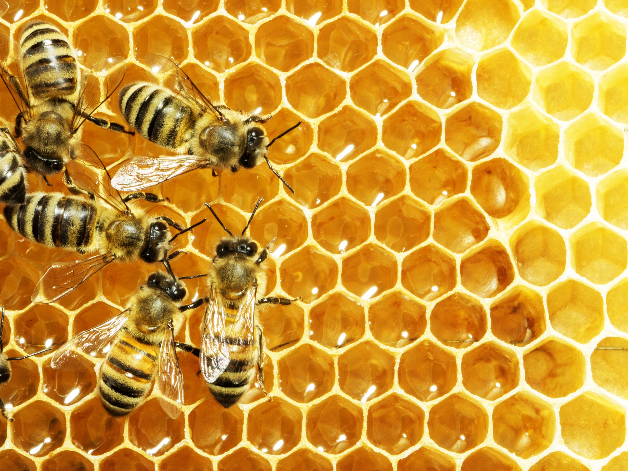 Sources of Honey Bees & Queens